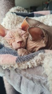 Deux chats Sphynx au pelage nu, la tête collée l’un à l’autre, symbolisant un couple amoureux et touchant